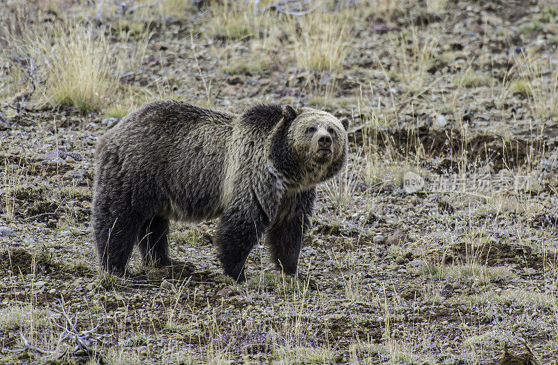 灰熊(Ursus arctos)是北美洲棕熊的任何亚种，包括在黄石国家公园发现的本土灰熊(Ursus arctos horribilis)。在地里挖蛴螬和球茎的雌虫。